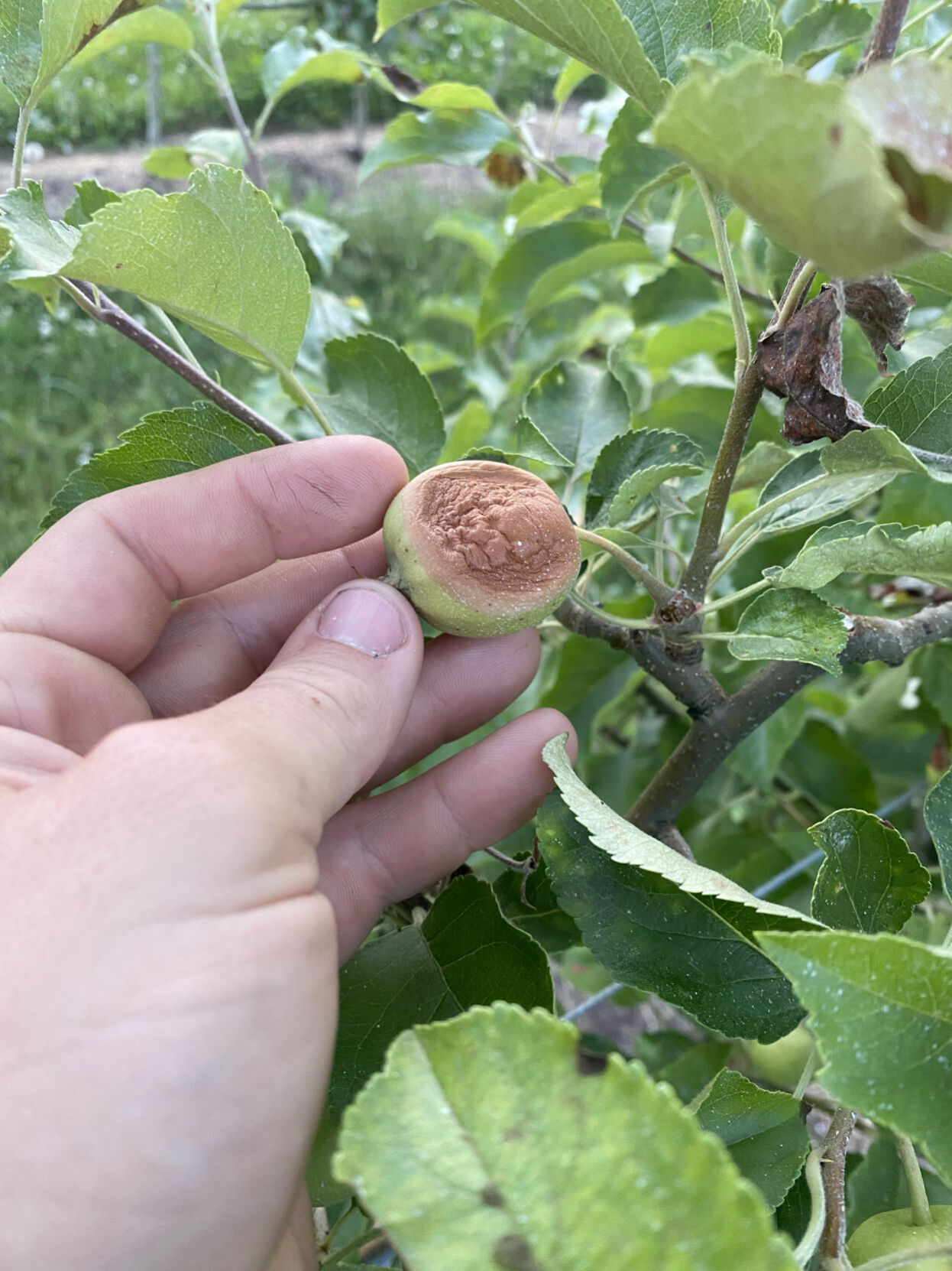 Damaged apple